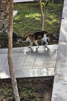 IMG-20260125-WA0001 null