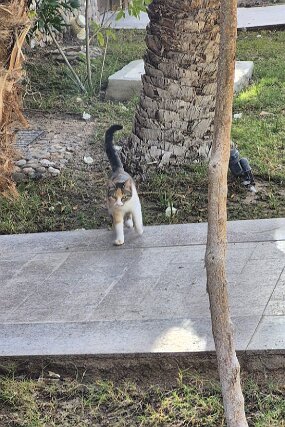 IMG-20260125-WA0002 null