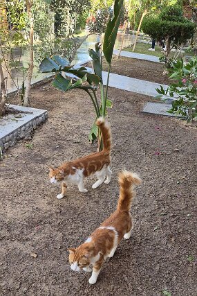 IMG-20260125-WA0003 null