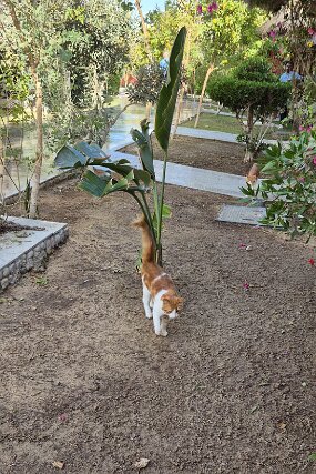 IMG-20260125-WA0004 null